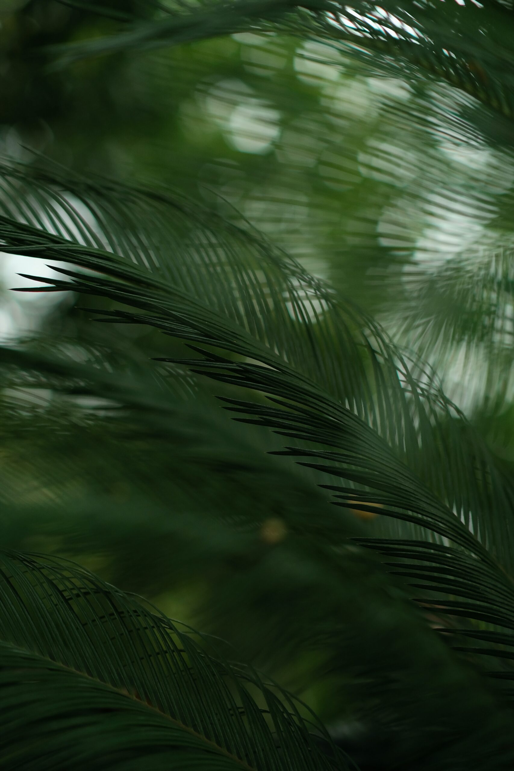 Close-up of dark green palm fronds with slender overlapping leaves in a blurred tropical background